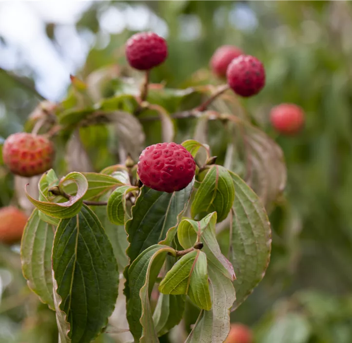 Japanischer Blumen-Hartriegel