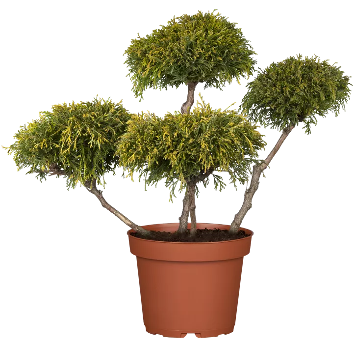 Grüne Fadenzypresse 'Filifera Nana'