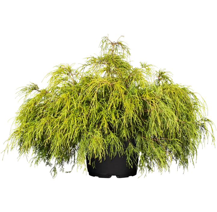 Grüne Fadenzypresse 'Filifera Nana'