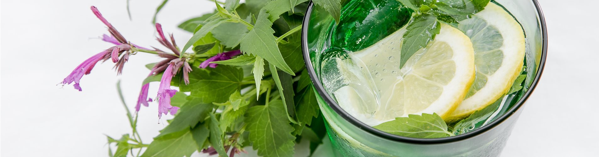 Limonade mit Limonadenpflanze und Zitrone in einem Glas