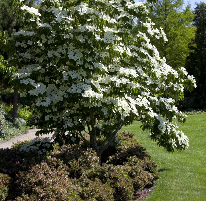 Japanischer Blumen-Hartriegel