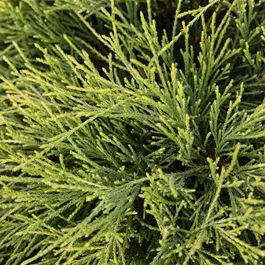 Chamaecyparis pisifera filifera Nana