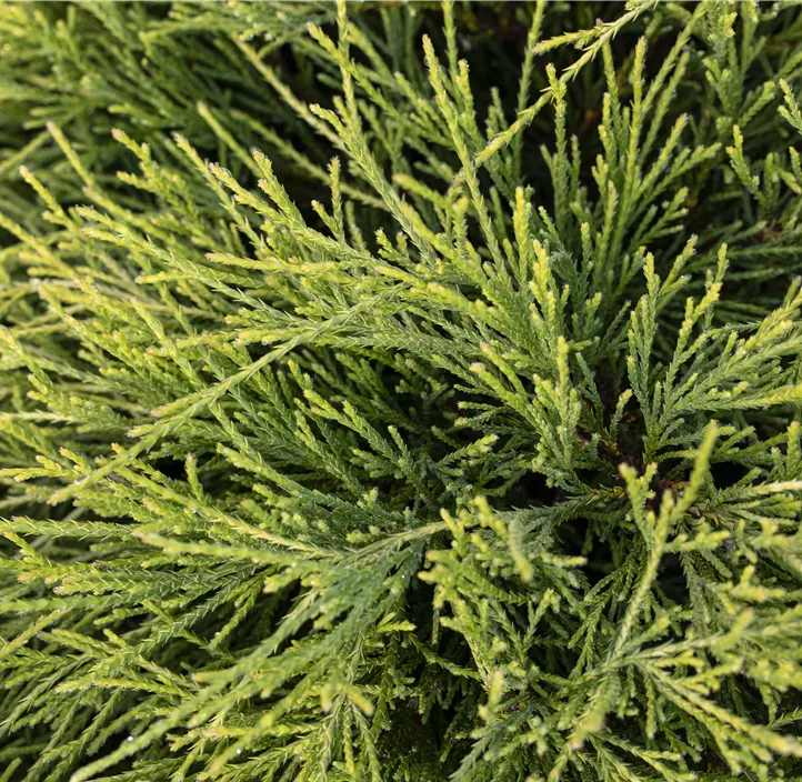 Grüne Fadenzypresse 'Filifera Nana'