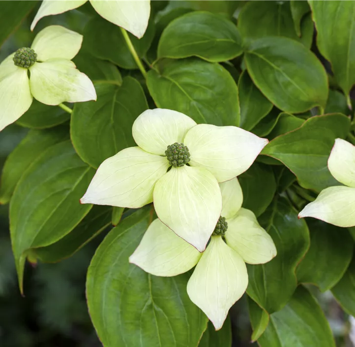 Japanischer Blumen-Hartriegel