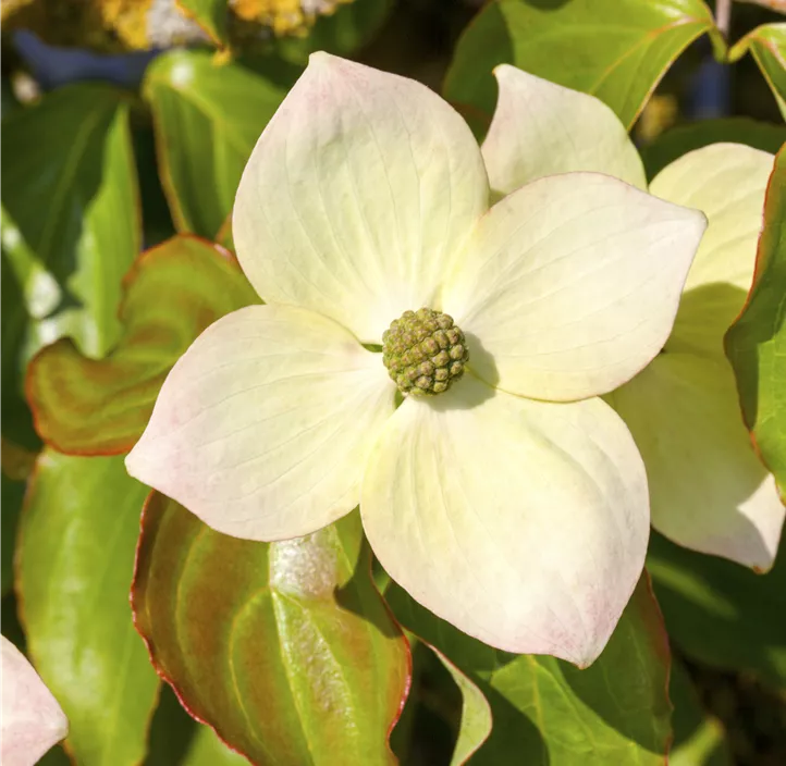 Japanischer Blumen-Hartriegel