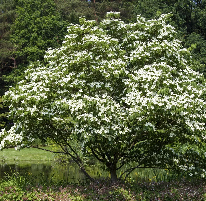 Japanischer Blumen-Hartriegel