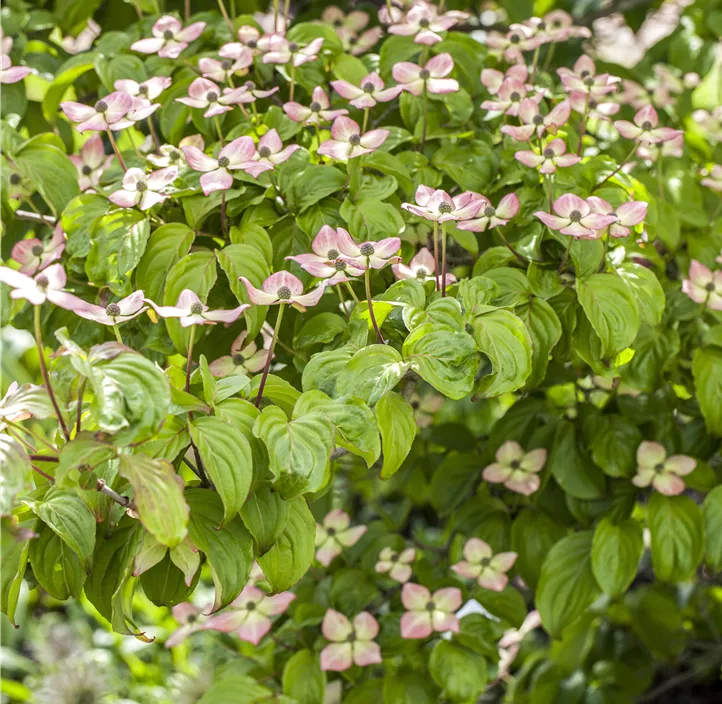 Japanischer Blumen-Hartriegel