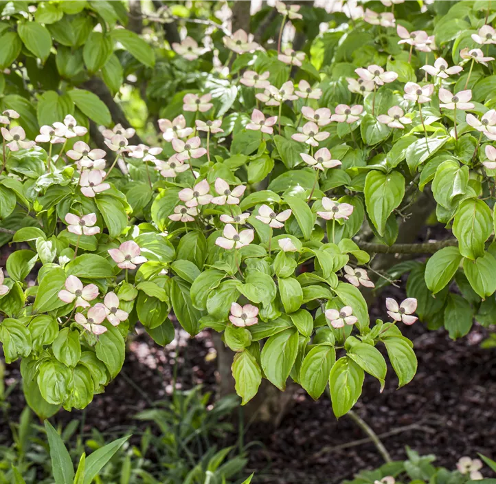 Japanischer Blumen-Hartriegel