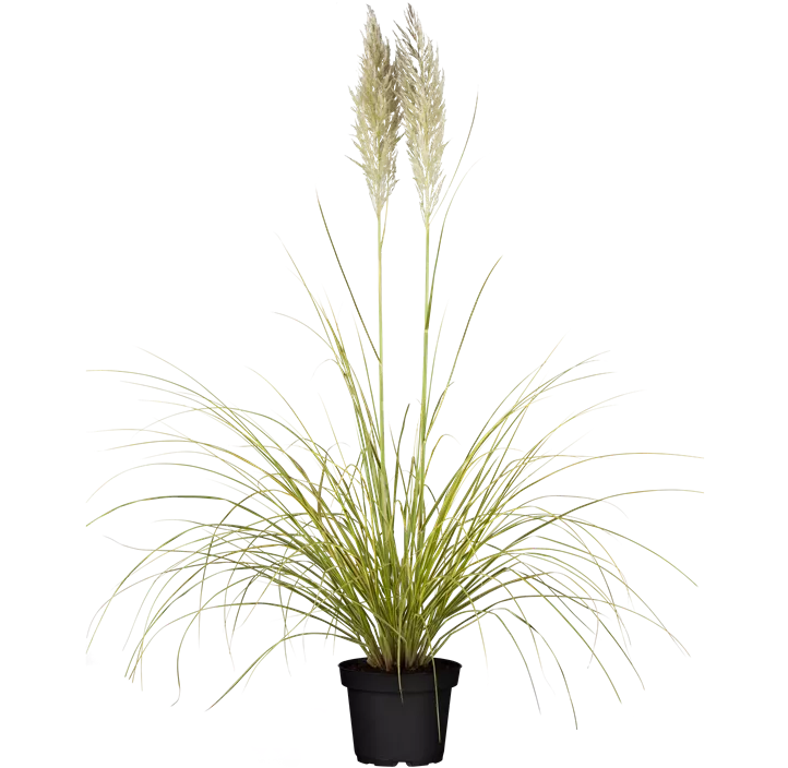 Garten-Pampasgras 'Golden Comet' 