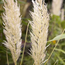Cortaderia selloana Golden Comet