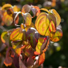 Cornus kousa Summer Glossy