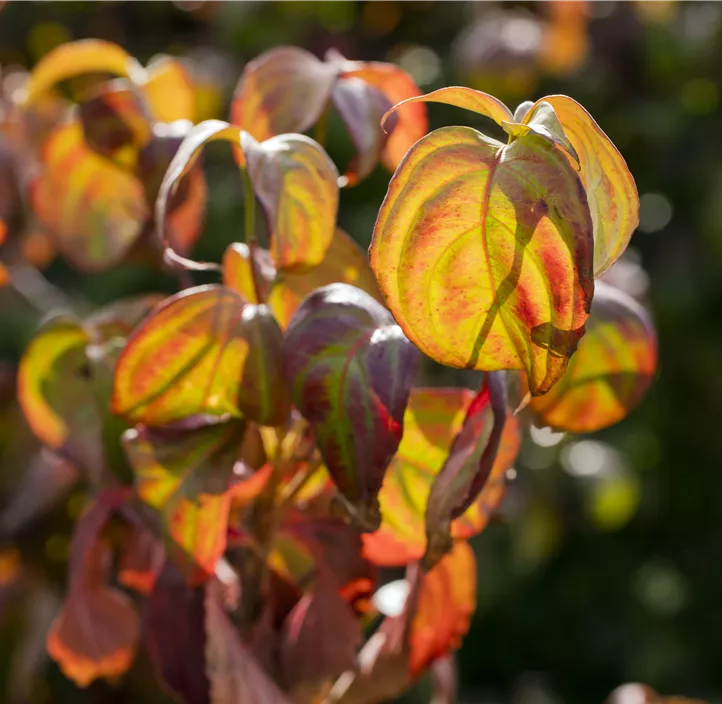 Japanischer Blumen-Hartriegel 'Summer Glossy'