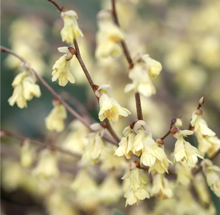 Niedrige Scheinhasel