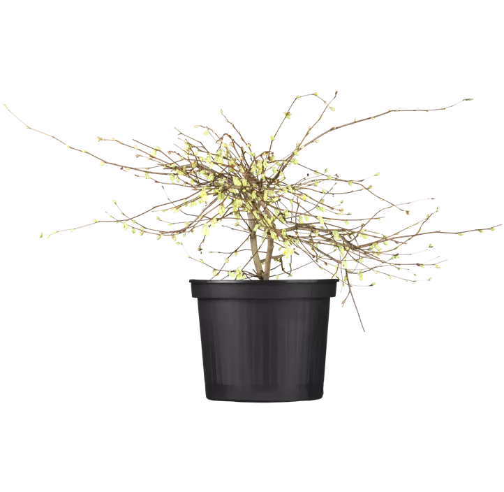 Niedrige Scheinhasel