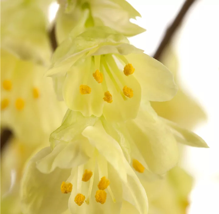 Niedrige Scheinhasel