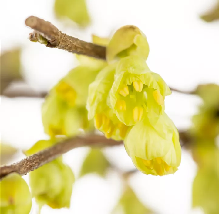 Niedrige Scheinhasel