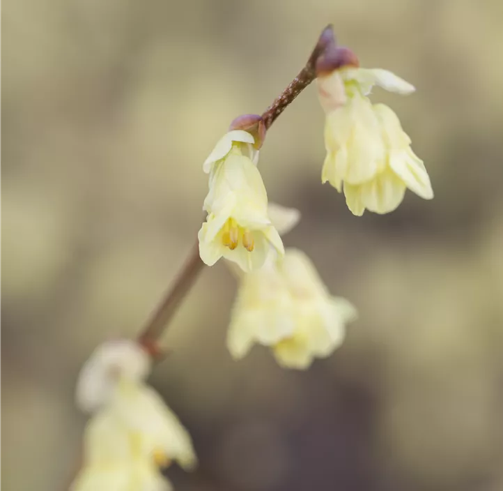 Niedrige Scheinhasel