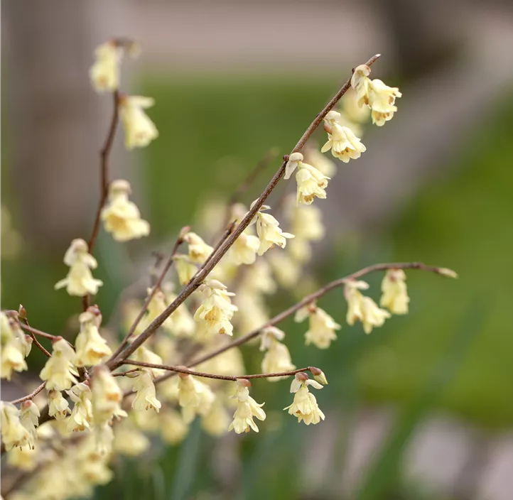 Niedrige Scheinhasel