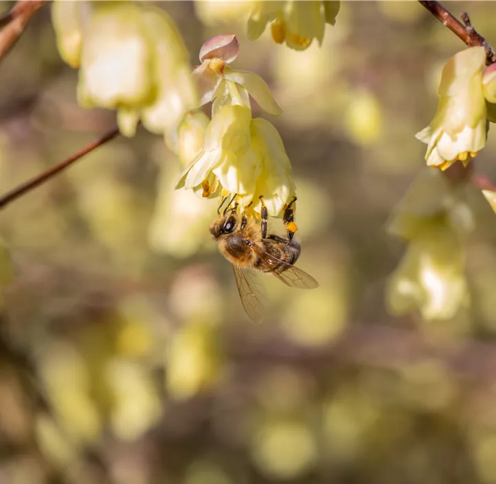 Niedrige Scheinhasel