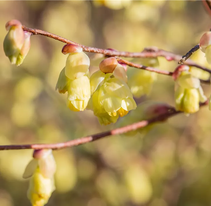 Niedrige Scheinhasel