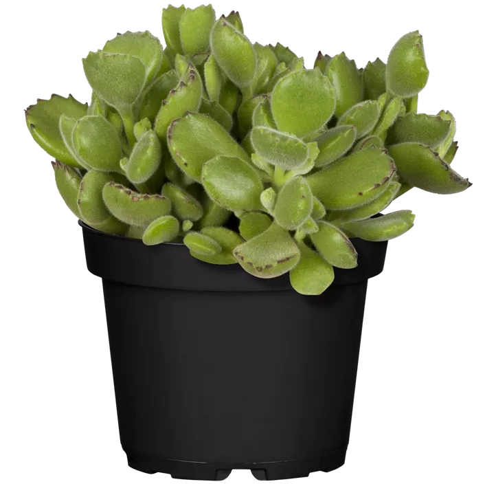 Cotyledon 'Green Footprint'