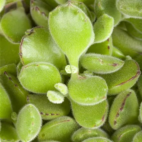 Cotyledon tomentosa Green Footprint