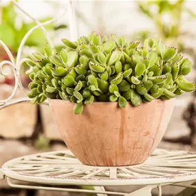 Cotyledon tomentosa Green Footprint