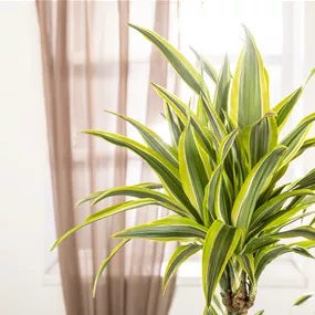 Dracaena deremensis Lemon Lime
