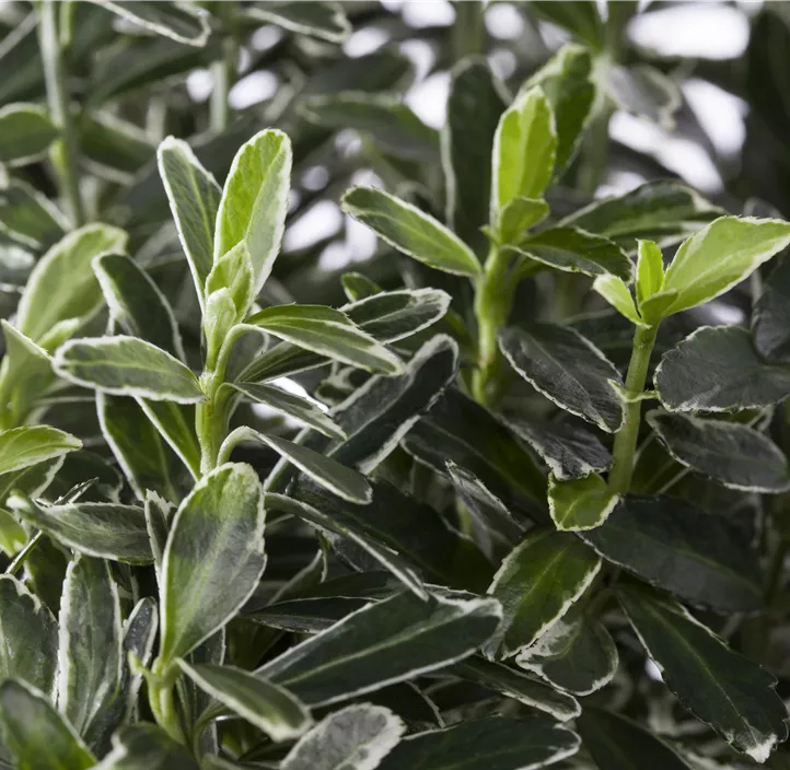 Immergrüne Japanspindel