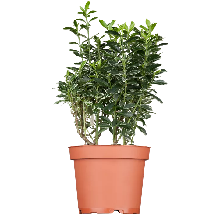 Immergrüne Japanspindel