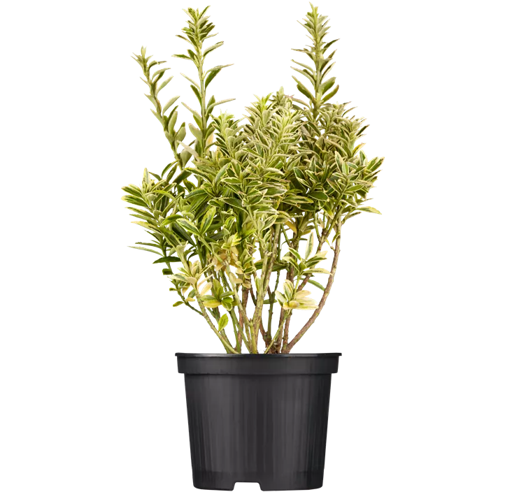 Immergrüne Japanspindel