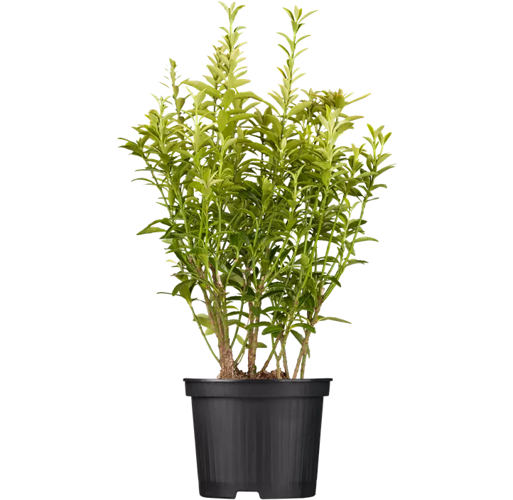 Immergrüne Japanspindel