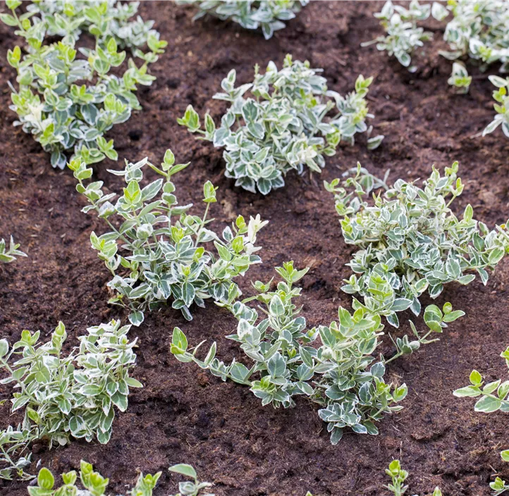 Immergrüne Japanspindel