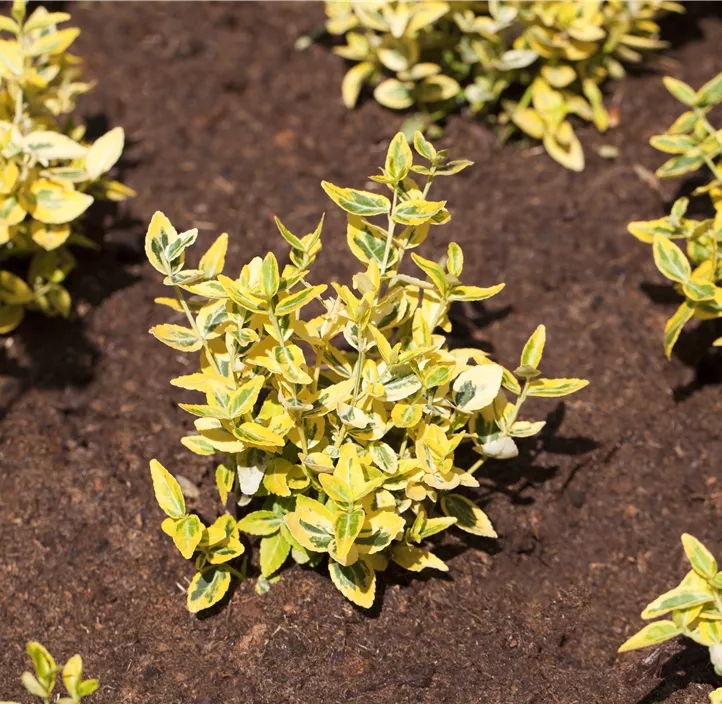 Immergrüne Japanspindel