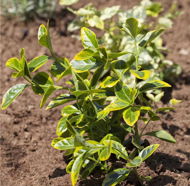 Immergrüne Japanspindel