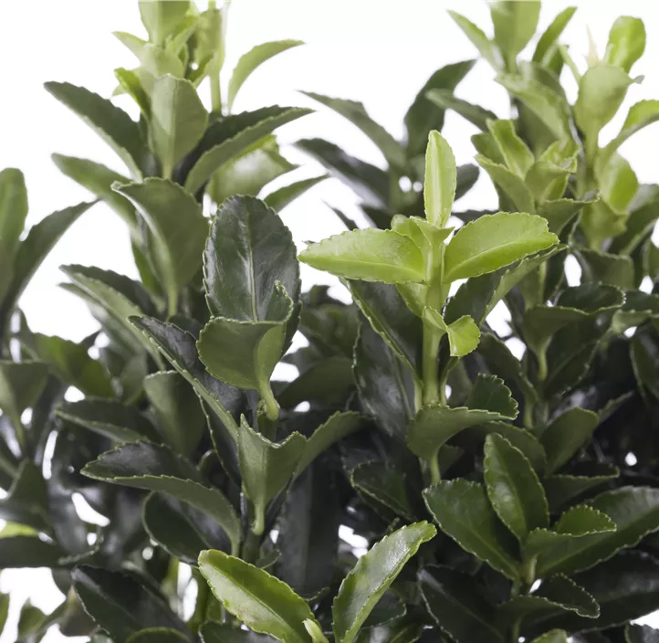 Immergrüne Japanspindel