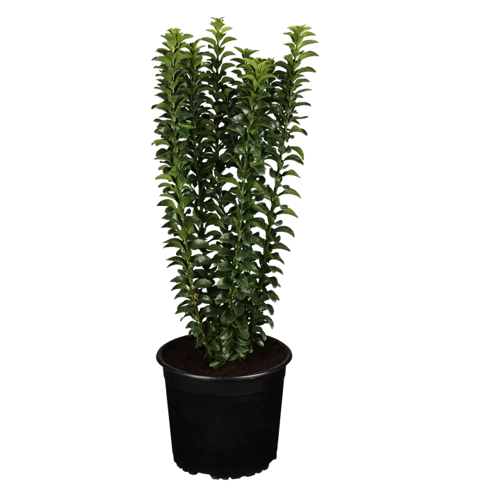 Säulen-Spindelstrauch 'Green Rocket'