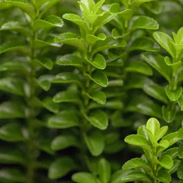 Euonymus japonicus Green Rocket