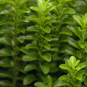 Euonymus japonicus Green Rocket