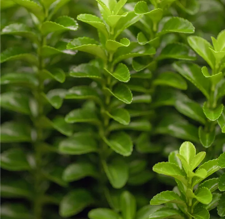 Säulen-Spindelstrauch 'Green Rocket'