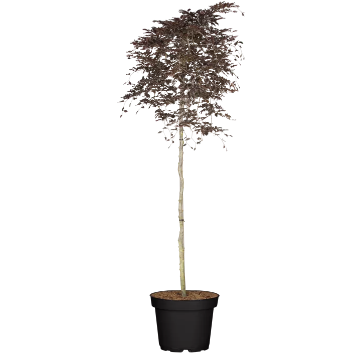 Rotbuche 'Rohan Weeping'