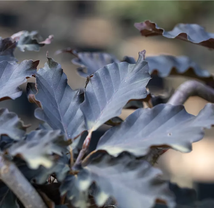 Rotbuche 'Rohan Weeping'