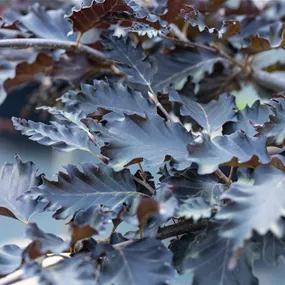 Fagus sylvatica Rohan Weeping
