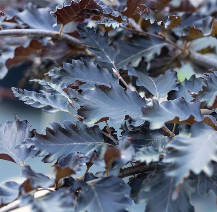 Rotbuche 'Rohan Weeping'