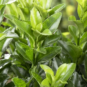 Euonymus japonicus Green Spire