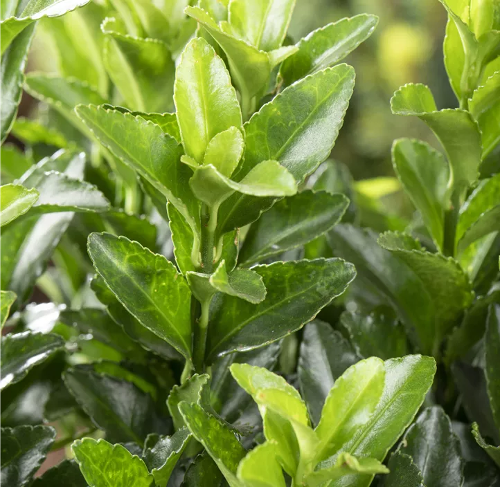 Japanspindel 'Green Spire'