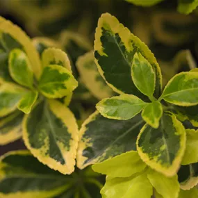 Euonymus japonicus 'Marieke' sense