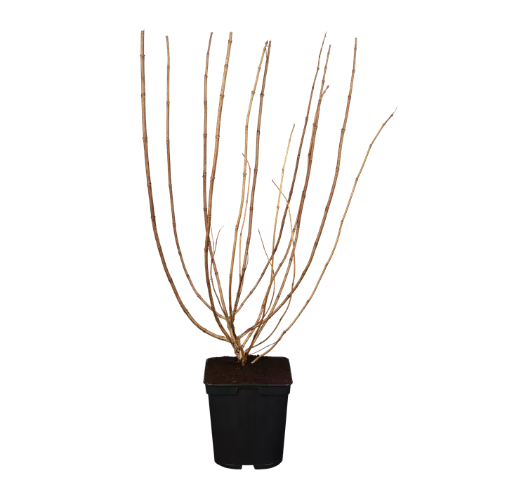 Rispenhortensie 'Limelight'(s)