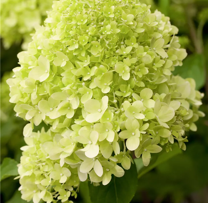 Rispenhortensie 'Limelight'(s)