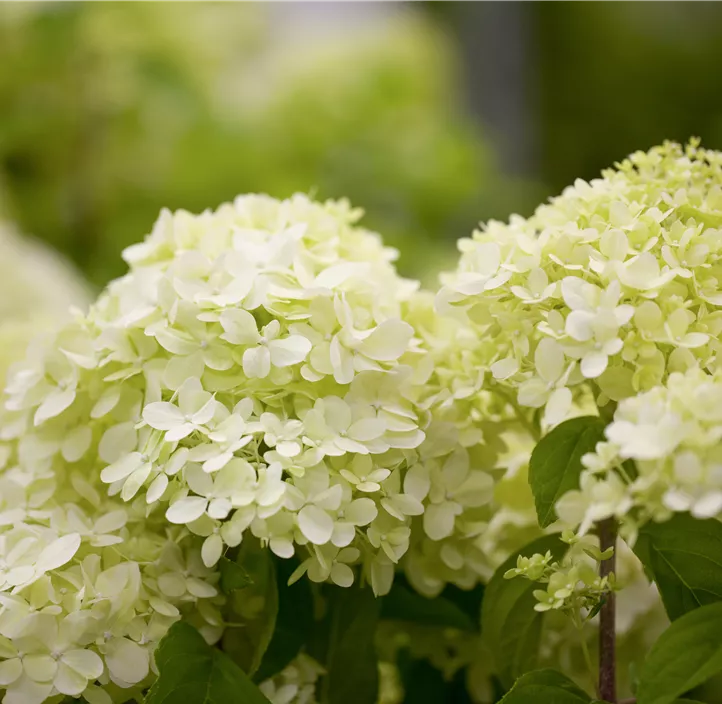 Rispenhortensie 'Limelight'(s)